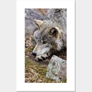 Timber Wolf Posters and Art